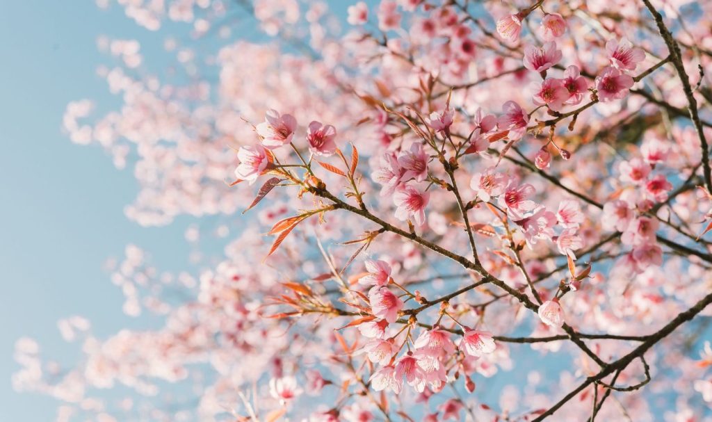 Housing market remains strong as spring approaches