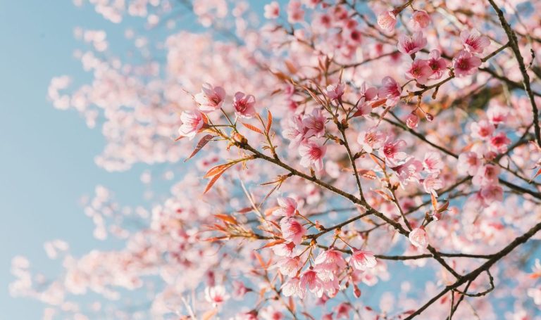 Housing market remains strong as spring approaches