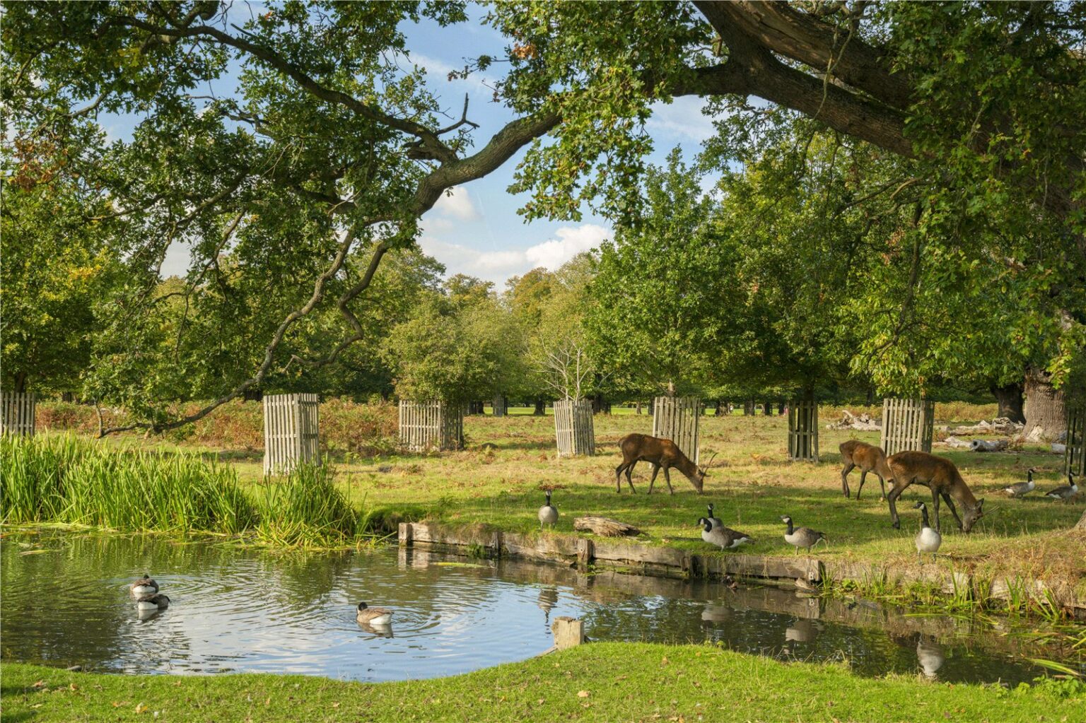 Shaef Way, Teddington, TW11 gallery 20